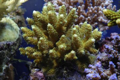 Acropora millepora 1.jpg