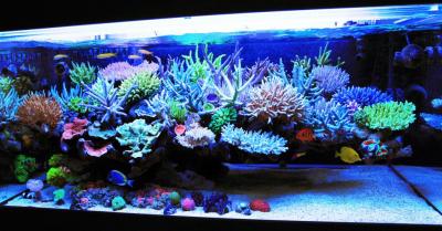 mr-kang-reef-aquarium.jpg