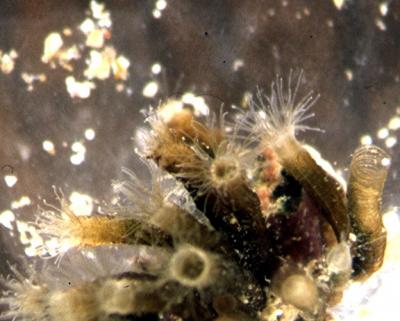 Coronate-medusa-Nausithoe-x01.jpg