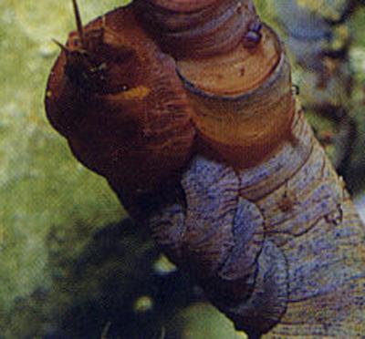 petaloconchus-erectus.jpg