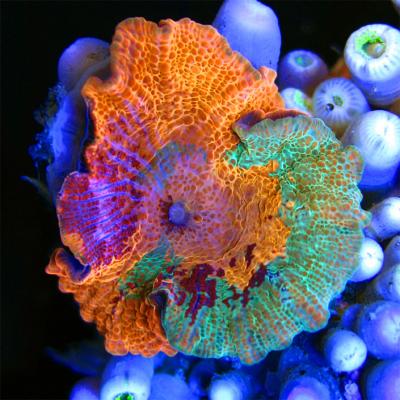 Sexy-Corals-Super-Schroom.jpg