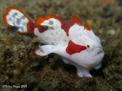 frogfish.jpg