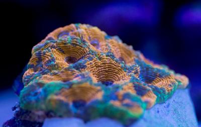 Acanthastrea_echinata_0271_85A_w.jpg