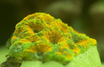 Acanthastrea_echinata_0273_Y2_w.jpg