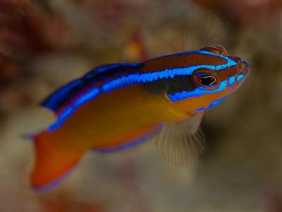 neon-dottyback.jpg