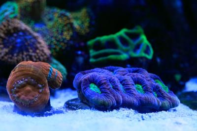 _MG_1690.jpg