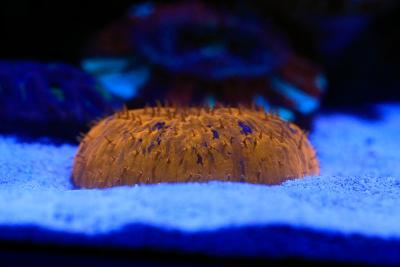 _MG_1479.jpg