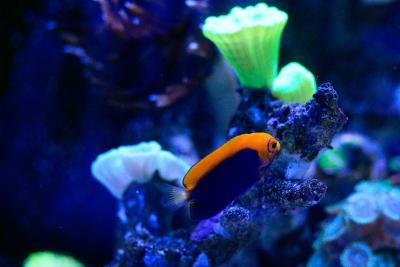 _MG_1462.jpg