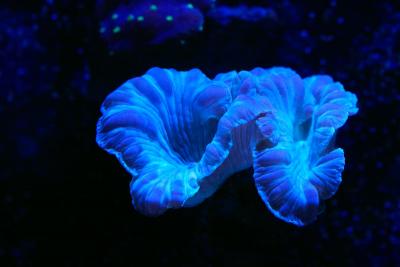_MG_1738.jpg