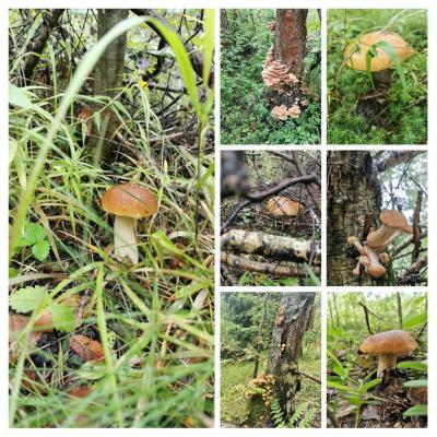 20190721_115248-COLLAGE.jpg