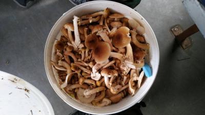 IMG-20190721-WA0016.jpeg