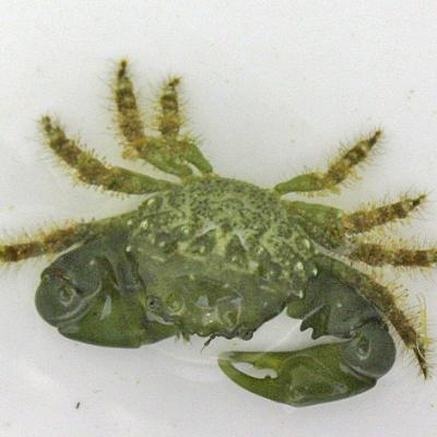 algae-eating-emerald-crab-mithrax-sculptus (1).jpg