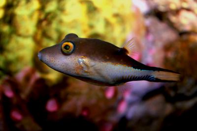 Sharpnose_puffer_canthigaster_rostrata.jpg