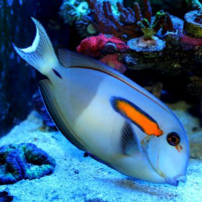 105-Acanthurus-Olivaceus-.jpg