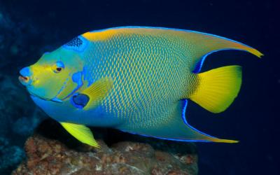 Holocanthus-bermudensis-Bermuda-blue-angelfish-wallpaper-Hd.jpg