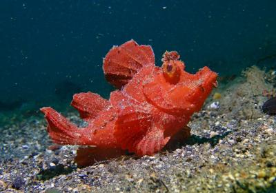 Paddle-flap-Scorpionfish-Rhinopias-eschmeyeri-photo-by-Tsu-Soo-Tan-Source-iNaturalist.jpeg