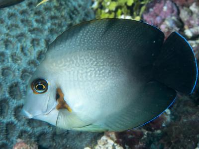 Mimic_surgeonfish_(Acanthurus_Pyroferus)_(42521111285).jpg