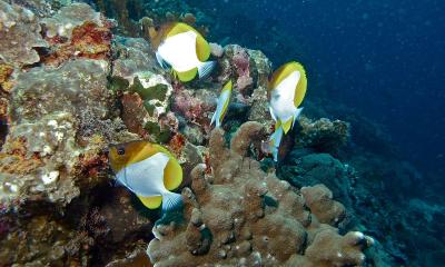 Pyramid_Butterflyfishes_(Hemitaurichthys_polylepis)_(6130320478).jpg