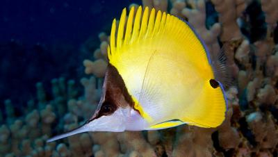 butterflyfish-longnose_620.jpg