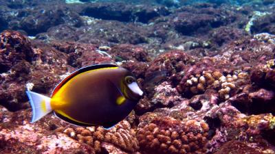 Acanthurus_japonicus.jpg