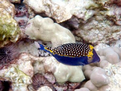 Ostracion_meleagris_in_Kona.jpg