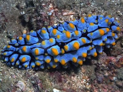 Phyllidia_varicosa_(19024673502).jpg