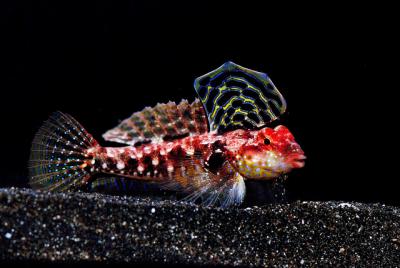 tudorjonesi-male.jpg