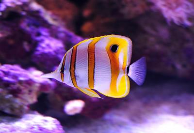 copperband-butterflyfish-2-hires.jpg