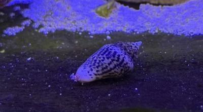 IMG_0043.jpeg