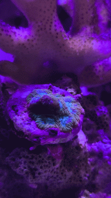 InShot_20260703_161521538.gif