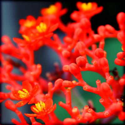 blooming_coral_by_druideye-d1yxgs2.jpg