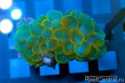 elite-bubble-coral.jpg