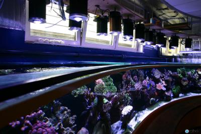 dif100-xp-over-peter-aquarium.jpg