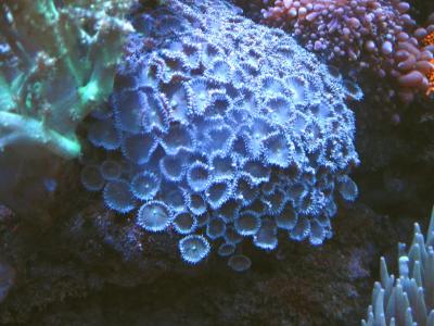 Zoanthus Blue.jpg