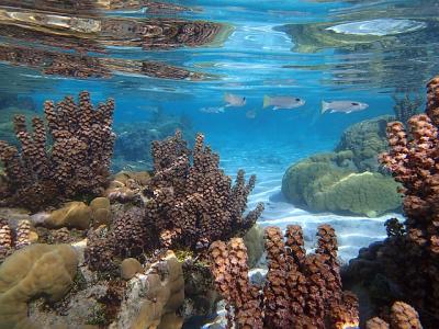 Raiatea_Tahaa_CoralGarden_PanoramaAlgae_640x.jpg