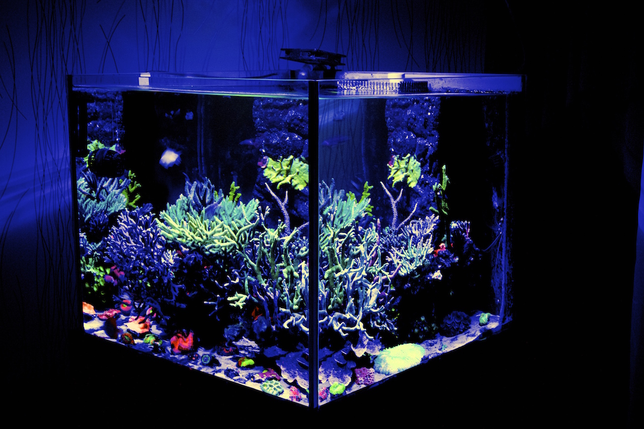 Псевдоморской аквариум кубик
