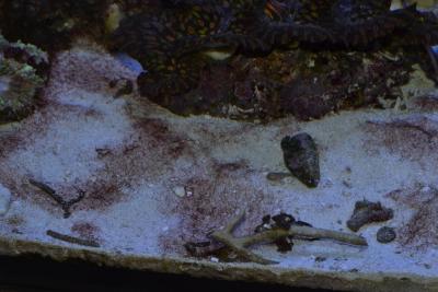 DSC_0522.JPG