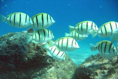 convict-tangs-mexico-dave.jpg