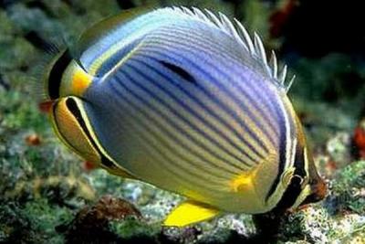 Chaetodon trifasciatus.jpg