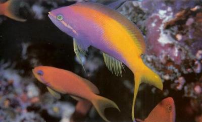 Threadfin Anthias.jpg