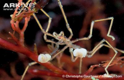 Sea-spider-male-carrying-eggs.jpg