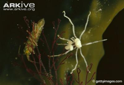 Male-sea-spider-carrying-eggs.jpg