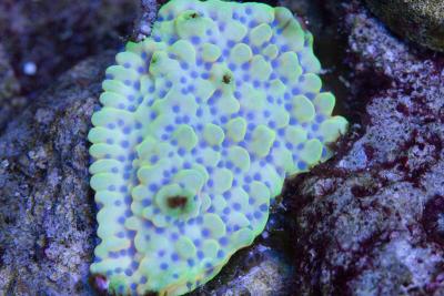 Helios-montipora.jpg