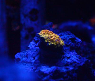 _MG_6230.JPG