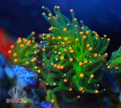 _MG_6254.JPG