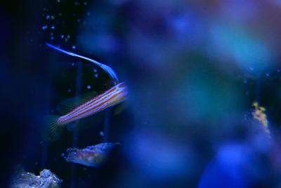 _MG_2045.jpg