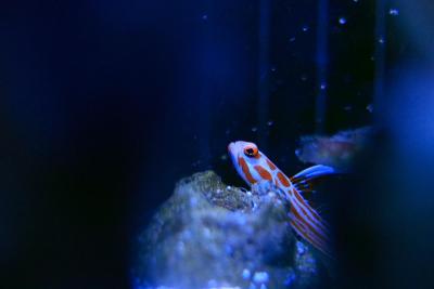 _MG_2060.jpg