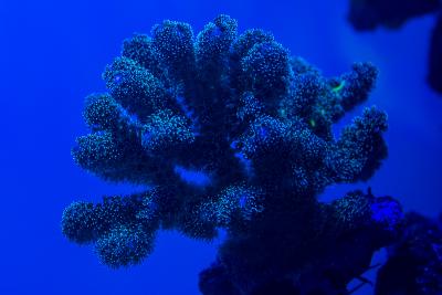 Pocillopora_green-black-green_0855w.jpg