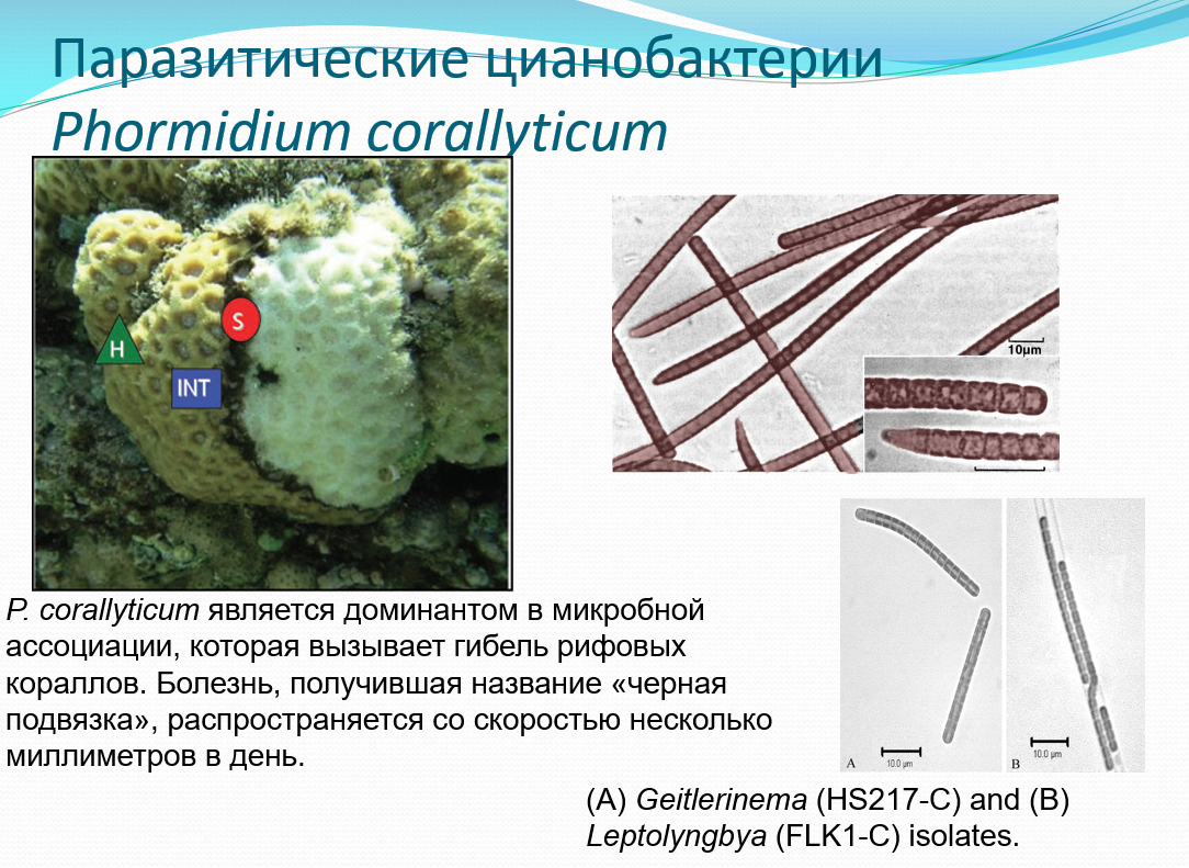 Явление вызванное массовым размножением водорослей вдоль линии