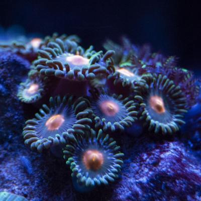 20190819zoas.jpg